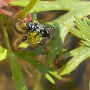 Crabronidae (family) at Aranda, ACT - 7 Nov 2023 04:51 PM