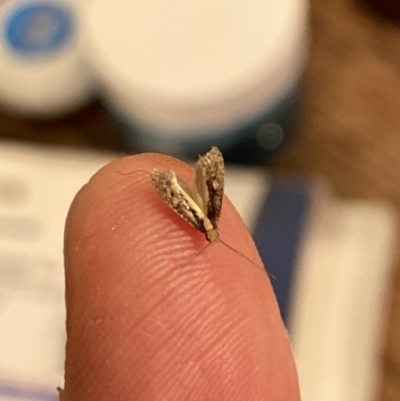 Unidentified Other moth at Aranda, ACT - 6 Nov 2023 by Jubeyjubes