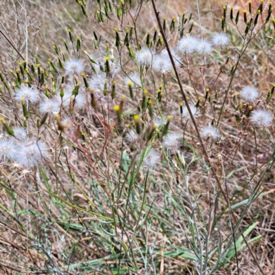 Senecio quadridentatus (Cotton Fireweed) at Croke Place Grassland (CPG) - 6 Nov 2023 by abread111