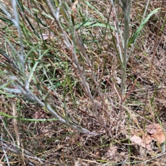 Senecio quadridentatus at Croke Place Grassland (CPG) - 6 Nov 2023 03:03 PM