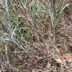 Senecio quadridentatus at Croke Place Grassland (CPG) - 6 Nov 2023