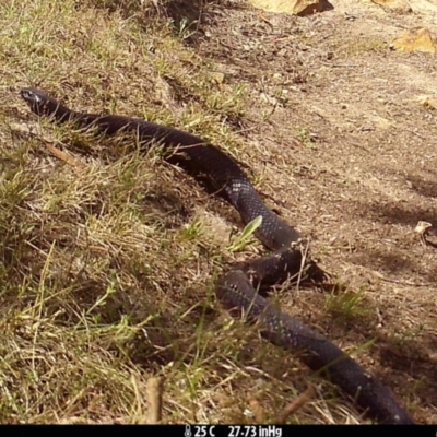 Pseudechis porphyriacus (Red-bellied Black Snake) at Borough, NSW - 5 Nov 2023 by Paul4K