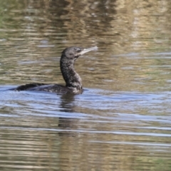 Phalacrocorax sulcirostris (Little Black Cormorant) at Evatt, ACT - 6 Nov 2023 by AlisonMilton