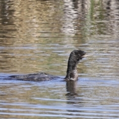 Phalacrocorax sulcirostris at Evatt, ACT - 7 Nov 2023 09:19 AM