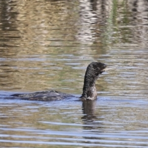 Phalacrocorax sulcirostris at Evatt, ACT - 7 Nov 2023