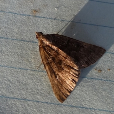 Unidentified Geometer moth (Geometridae) at Boro - 5 Nov 2023 by Paul4K