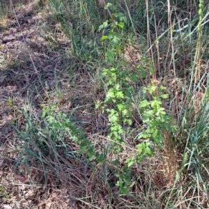 Crataegus monogyna at Croke Place Grassland (CPG) - 6 Nov 2023 03:34 PM