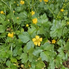 Ranunculus repens (Creeping Buttercup) at QPRC LGA - 7 Nov 2023 by MatthewFrawley