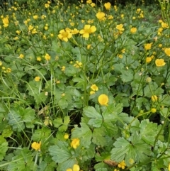 Ranunculus repens at QPRC LGA - 7 Nov 2023 07:05 PM