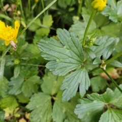 Ranunculus repens at QPRC LGA - 7 Nov 2023 07:05 PM