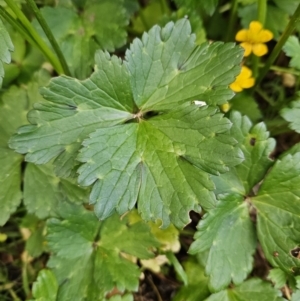 Ranunculus repens at QPRC LGA - 7 Nov 2023 07:05 PM