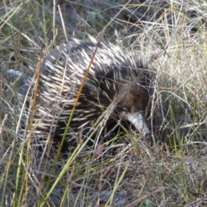 Tachyglossus aculeatus at QPRC LGA - 6 Nov 2023