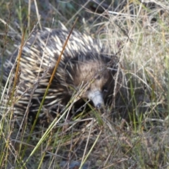 Tachyglossus aculeatus at QPRC LGA - 6 Nov 2023