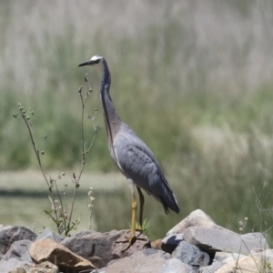 Egretta novaehollandiae at Evatt, ACT - 7 Nov 2023 10:26 AM