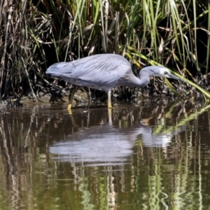 Egretta novaehollandiae at Evatt, ACT - 7 Nov 2023 10:26 AM