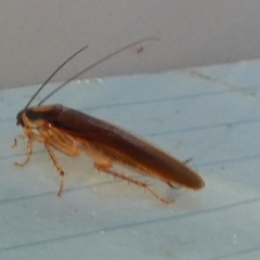 Johnrehnia australiae (Rehn's Cockroach) at Boro - 7 Nov 2023 by Paul4K