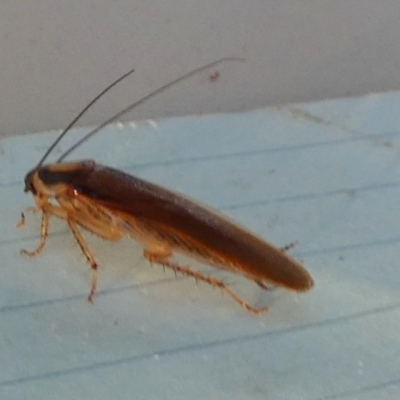 Johnrehnia australiae (Rehn's Cockroach) at Boro - 6 Nov 2023 by Paul4K