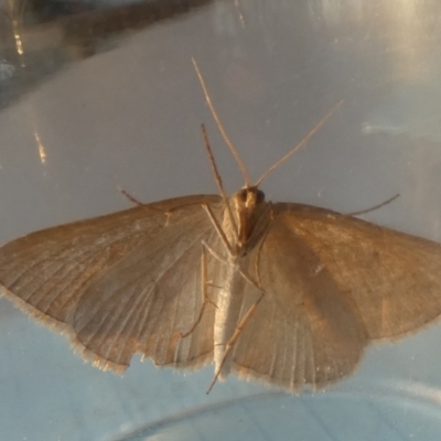 Unidentified Geometer moth (Geometridae) at Boro - 6 Nov 2023 by Paul4K