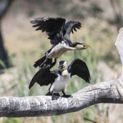 Microcarbo melanoleucos (Little Pied Cormorant) at Evatt, ACT - 7 Nov 2023 by AlisonMilton