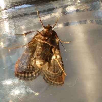 Pyralis farinalis (Meal Moth (Pyralinae) at QPRC LGA - 7 Nov 2023 by Paul4K