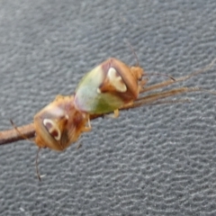 Eupolemus angularis (Acanthosomatid bug) at Borough, NSW - 6 Nov 2023 by Paul4K