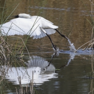 Platalea regia at Evatt, ACT - 7 Nov 2023