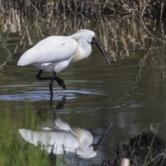 Platalea regia at Evatt, ACT - 7 Nov 2023