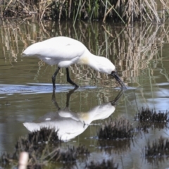 Platalea regia at Evatt, ACT - 7 Nov 2023