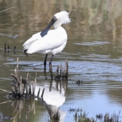 Platalea regia at Evatt, ACT - 7 Nov 2023