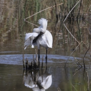 Platalea regia at Evatt, ACT - 7 Nov 2023 09:22 AM