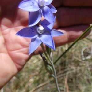 Thelymitra simulata at QPRC LGA - 7 Nov 2023