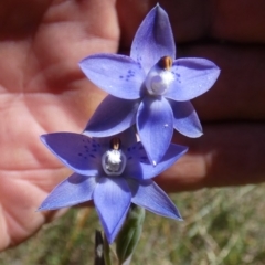 Thelymitra simulata at QPRC LGA - suppressed