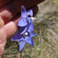 Thelymitra simulata at QPRC LGA - suppressed