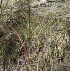 Thelymitra simulata at QPRC LGA - 7 Nov 2023