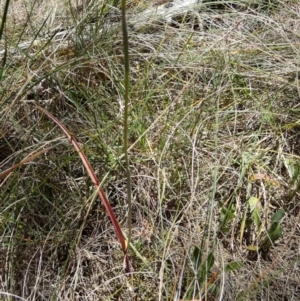 Thelymitra simulata at QPRC LGA - 7 Nov 2023