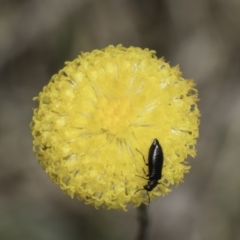 Dasytinae (subfamily) (Soft-winged flower beetle) at Fraser, ACT - 7 Nov 2023 by kasiaaus