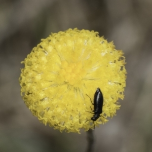 Dasytinae (subfamily) at Dunlop Grassland (DGE) - 7 Nov 2023