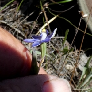 Thelymitra peniculata at Boro - suppressed