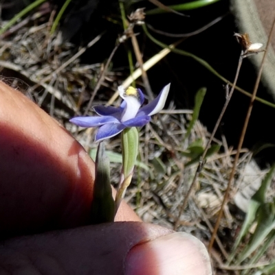 Thelymitra peniculata (Blue Star Sun-orchid) at Borough, NSW - 7 Nov 2023 by Paul4K