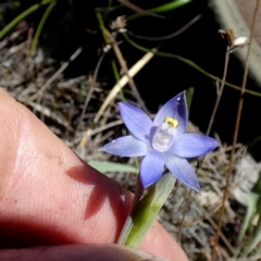 Thelymitra peniculata at Boro - suppressed