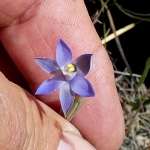 Thelymitra peniculata at Boro - suppressed