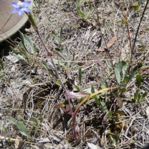 Thelymitra peniculata at Boro - suppressed