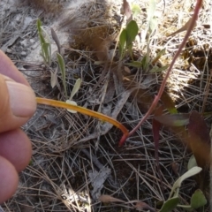 Thelymitra peniculata at Boro - suppressed