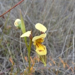 Diuris aurea (Golden Donkey Orchid) at Boro - 7 Nov 2023 by Paul4K