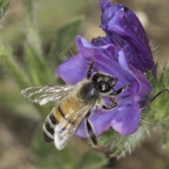 Apis mellifera (European honey bee) at Fraser, ACT - 7 Nov 2023 by kasiaaus