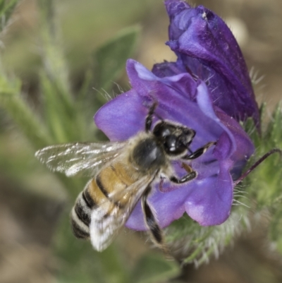 Apis mellifera (European honey bee) at Dunlop Grassland (DGE) - 7 Nov 2023 by kasiaaus