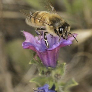 Apis mellifera at Dunlop Grassland (DGE) - 7 Nov 2023