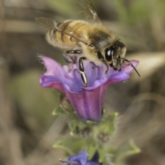 Apis mellifera (European honey bee) at Dunlop Grasslands - 7 Nov 2023 by kasiaaus