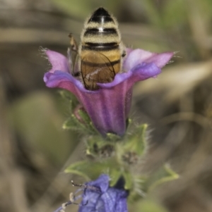 Apis mellifera at Dunlop Grassland (DGE) - 7 Nov 2023