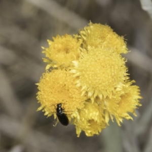 Dasytinae (subfamily) at Dunlop Grassland (DGE) - 7 Nov 2023